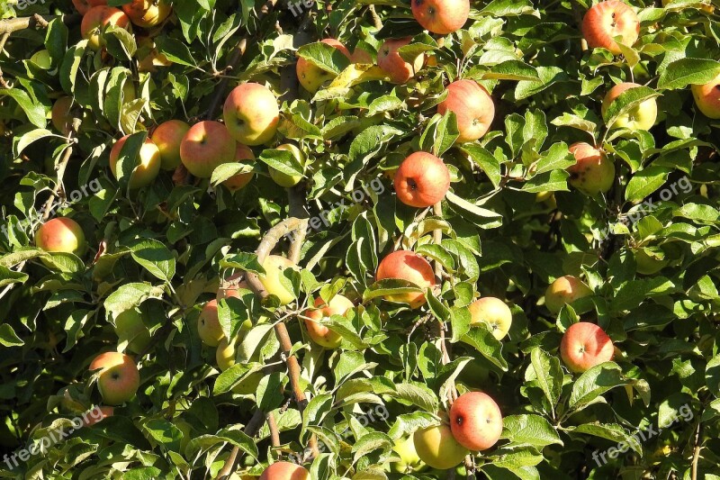 Apple Tree Apple Fruit Tree Kernobstgewaechs