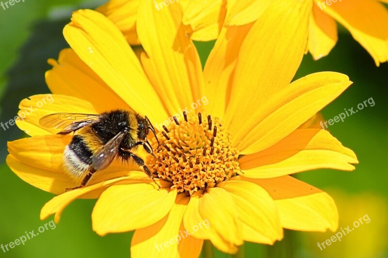 Hummel Blossom Bloom Bee Insect