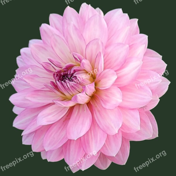 Dahlia Blossom Bloom Dahlia Flower Flower