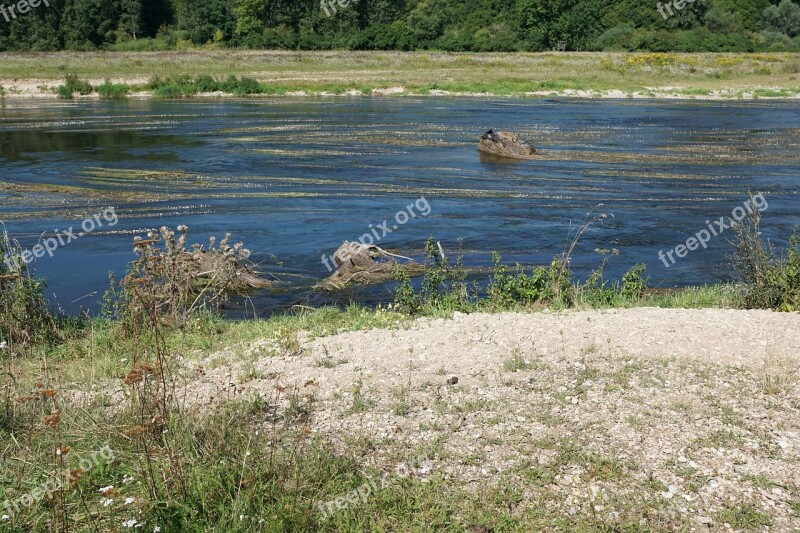 Danube River Water Riedlingen Flowers