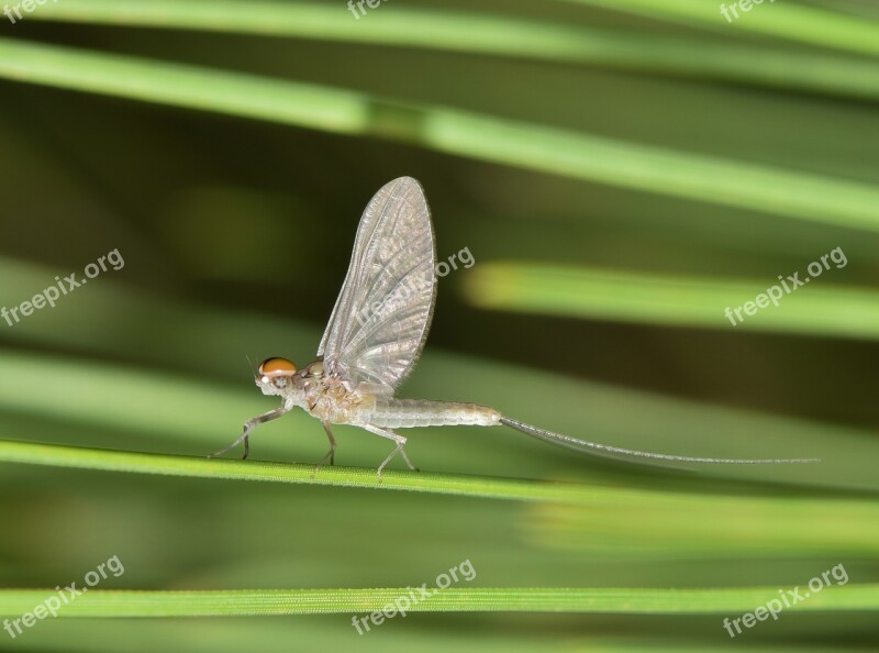 Mayfly Fishfly Shadefly Insect Insectoid