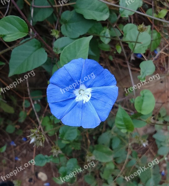 Flower Blue Skyblue Clustervine Pentantha Jacquemontia Pentanthos