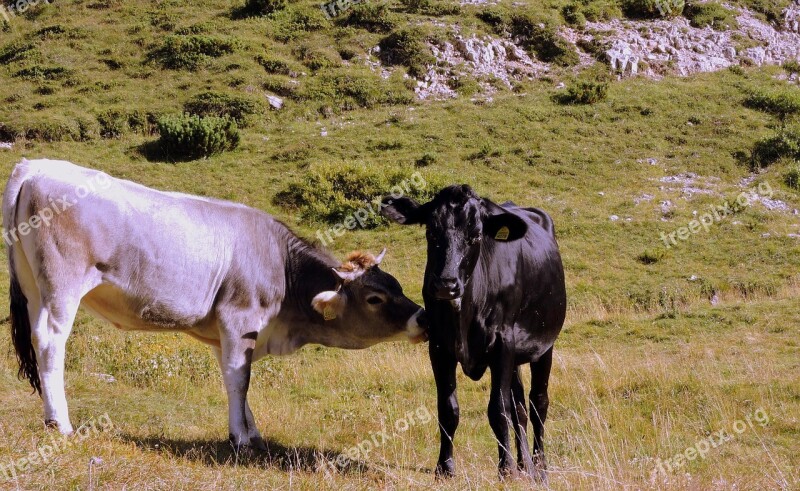 Cow Lick Pasture Prato Green