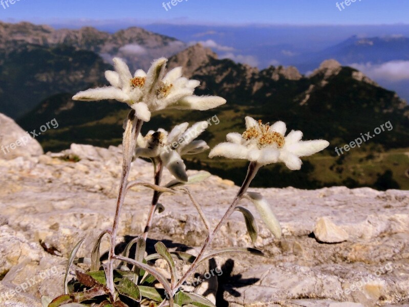 Edelweiss Flower Rock Mountain Landscape