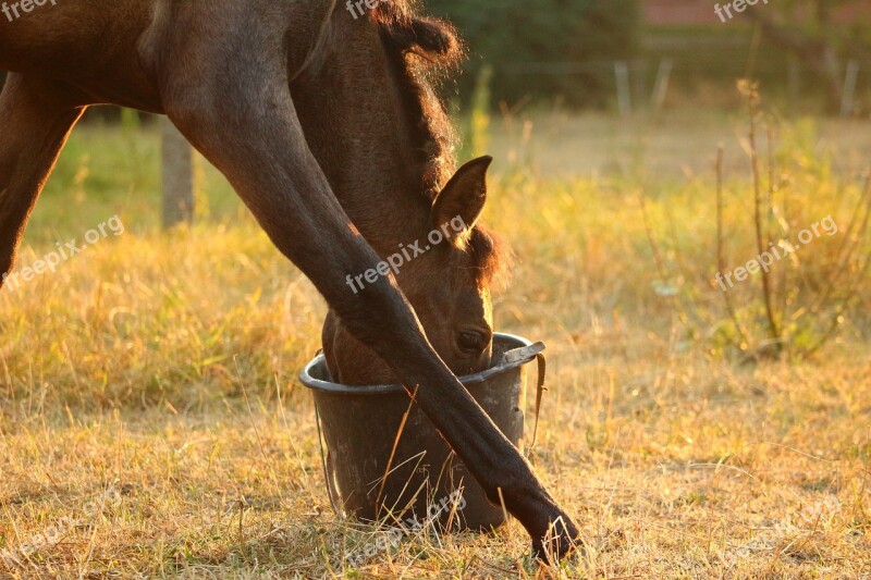 Horse Foal Feed Bucket Eat Grass