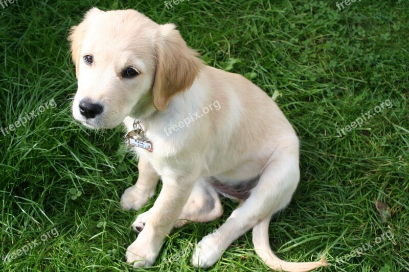 Golden Retriver Puppy Dog Portrait Trusting Dog