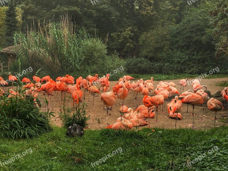 Flamingos Deer Nature Free Photos