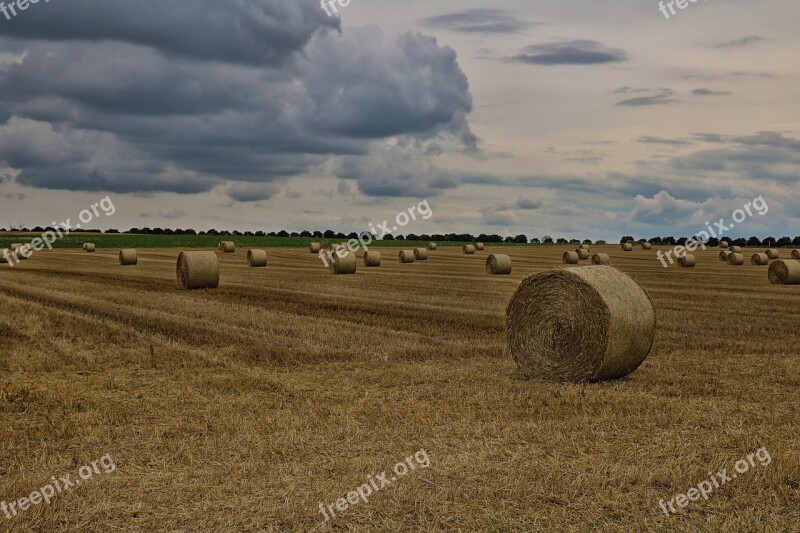 Field Straw Bales Harvest Harvested Stubble