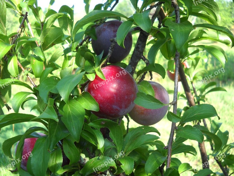 Plums Fruit Leaf Summer Ripening