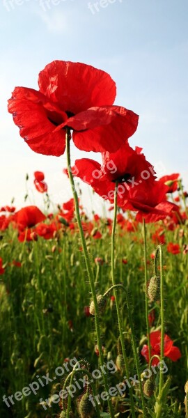 Wild Poppy Red Row The Sky Nature