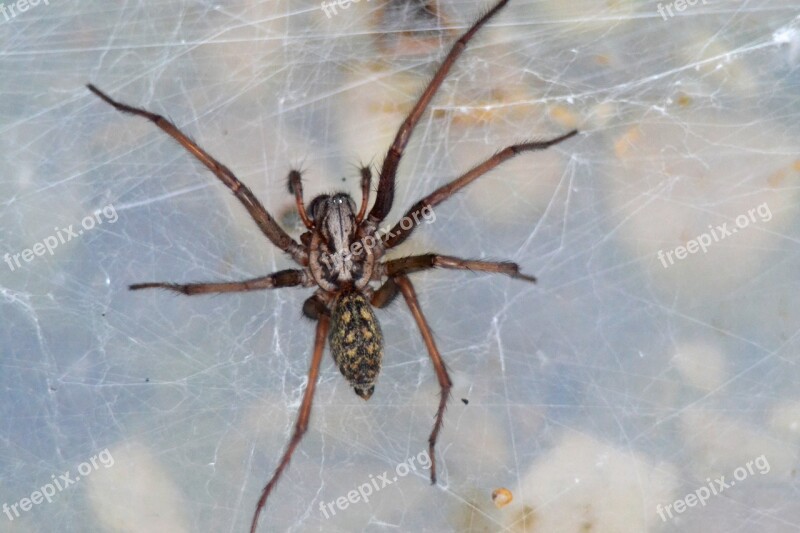 Spider Insect Close Up Arachne Free Photos