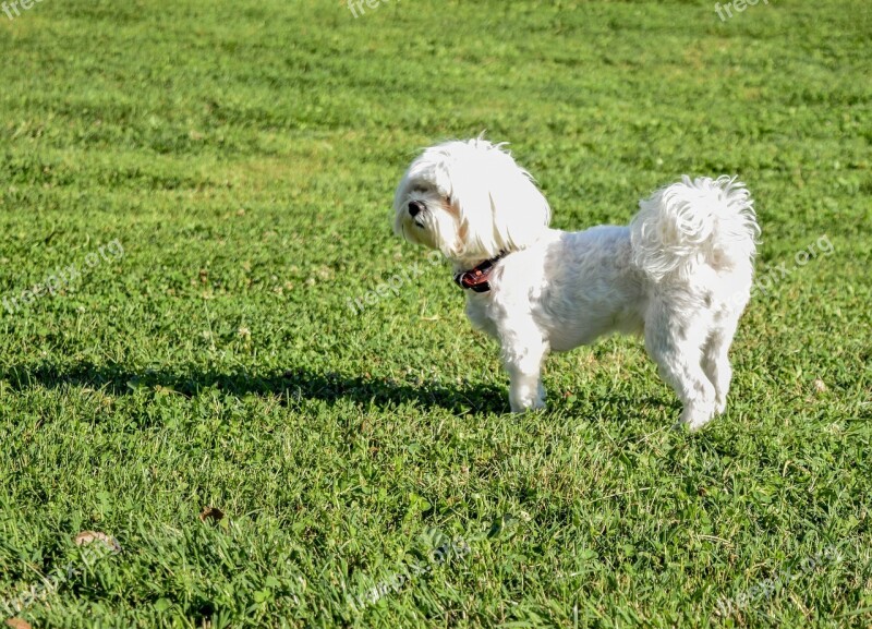 Dog Grass Quite Puppy Summer