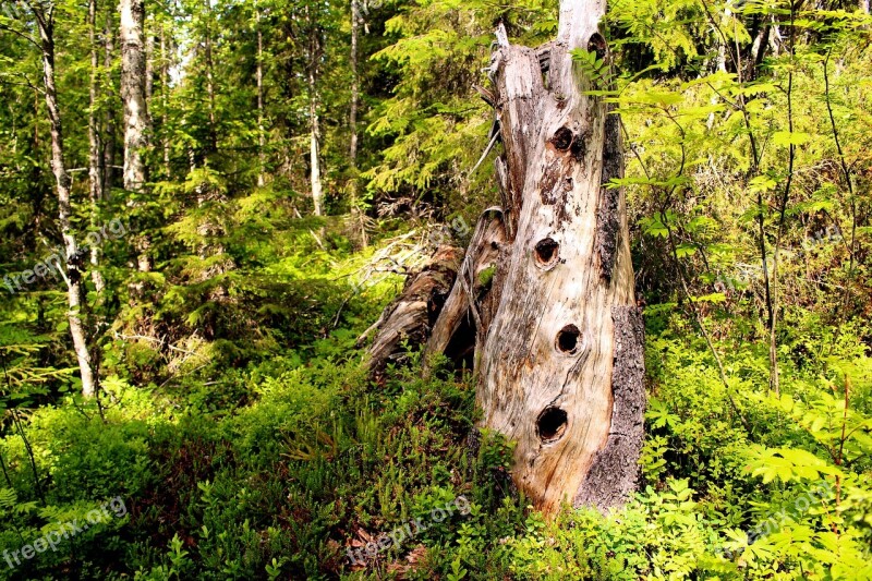 Tree Collection Rot Forest Hole