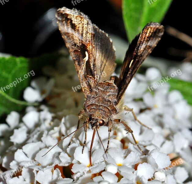 A Moth Buddleja Night Insect Night Meal