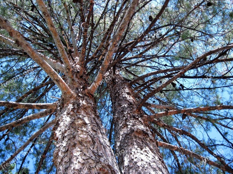 Pine Tree Branches Nature Outdoor