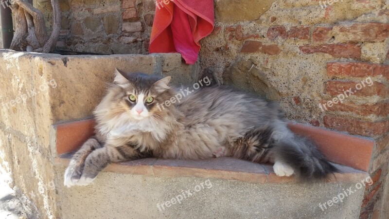 Cat Siberian Cat Feline Hair Free Photos