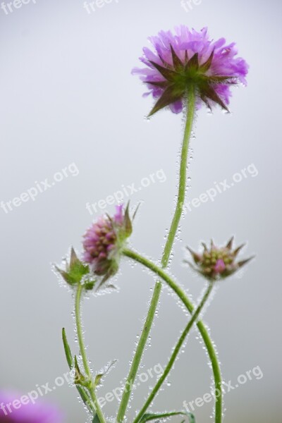 Flower Grass Nature Violet Summer