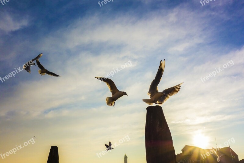 Gulls Venice Pile Murano Port