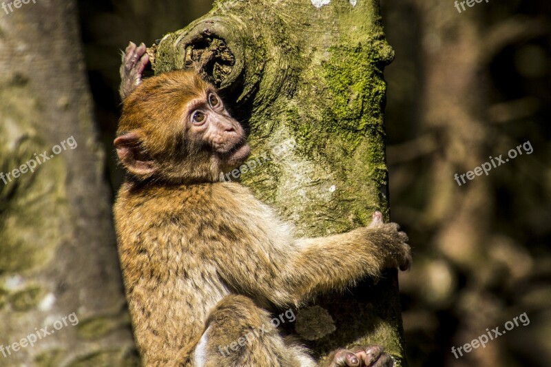 Barbary Ape Monkey Young Animal Young Monkey Monkey Mountain