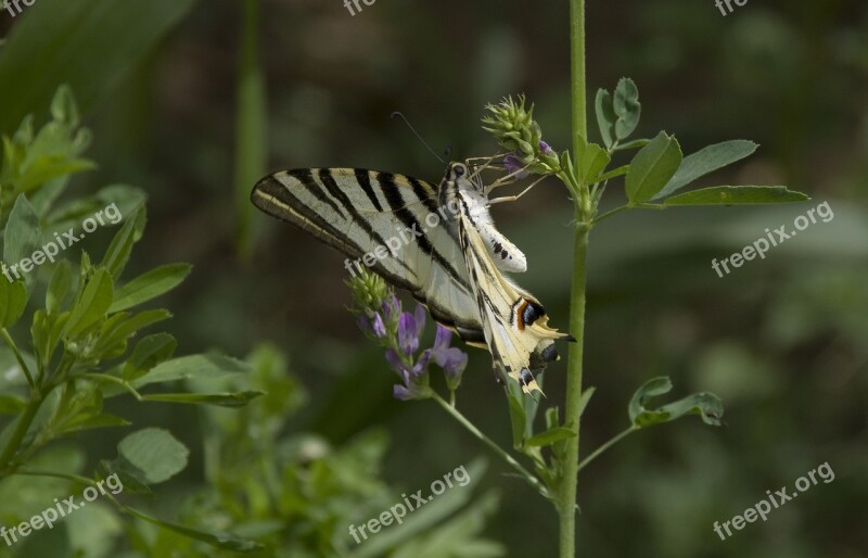 Butterfly Scarce Swallowtail Morocco Swallowtail Butterflies Free Photos