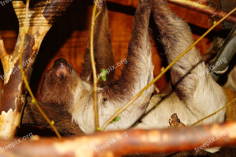 Animal Sloth Close Up Sleep Tree