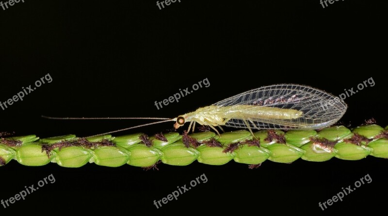 Green Lacewing Lacewing Common Lacewing Insect Insectoid