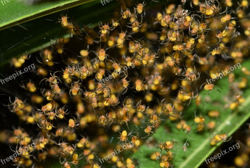 Spiders Spiderlings Nest Hatch Hatchlings