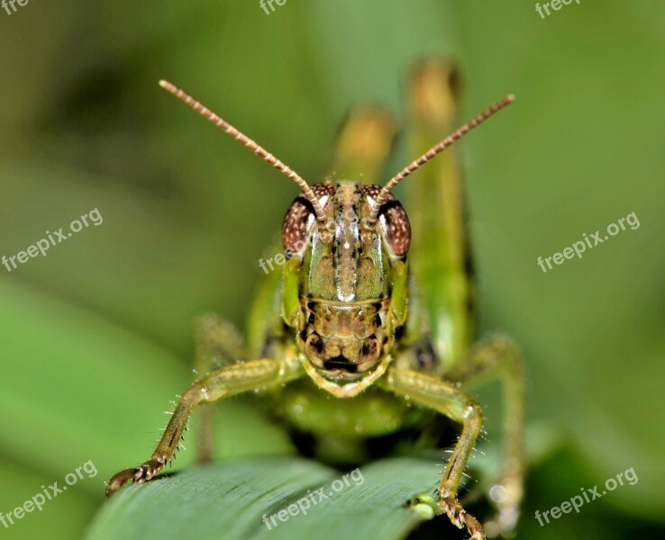 Grasshopper Hopper Insect Creature Animal