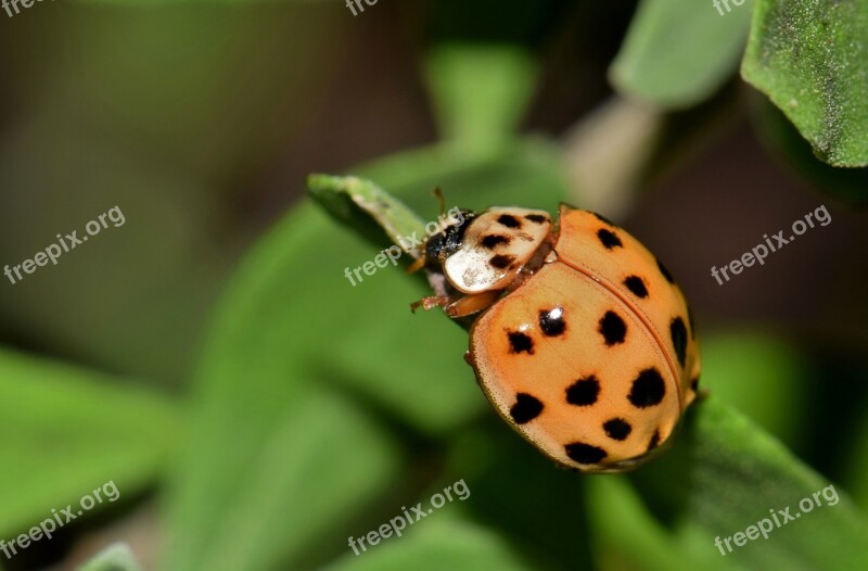 Ladybug Ladybird Lady Beetle Harlequin Lady Beetle Multicolored