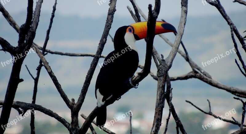 Tucano Animal Twigs Free Photos