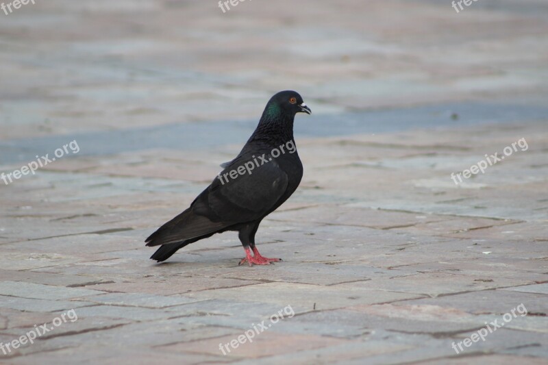 Mansion Pigeon Bird Free Photos