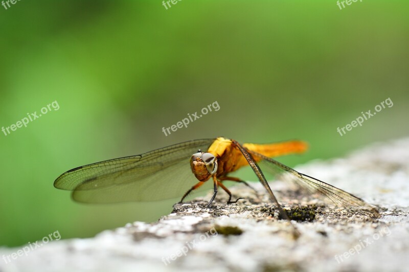 Quentin Chong Golden Dragonfly Insect Free Photos