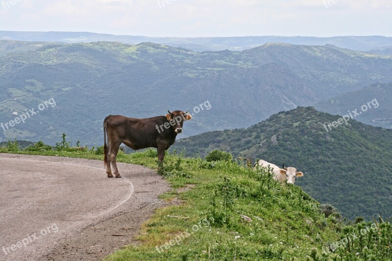 Italy Sardinia Ballao Cow Mountain