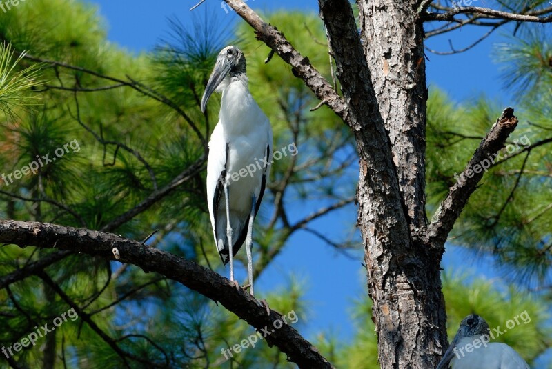 Wood Stork Stork Bird Wildlife Avian