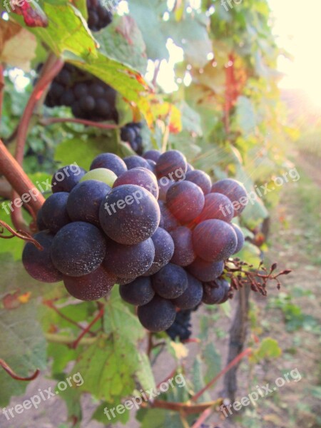 Grape Vine Vineyard Cluster Black Grape