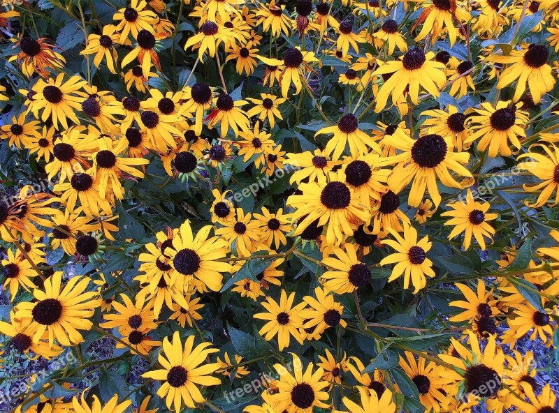 Black-eyed-susan Rudbeckia Hirta Flower Plants Rudbeckia