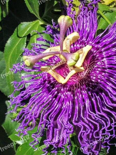 Passionflower Flower Bloom Passiflora Purple