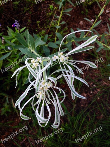 Flower Wildflower Snow On The Prairie Euphobia Bicolor Texas