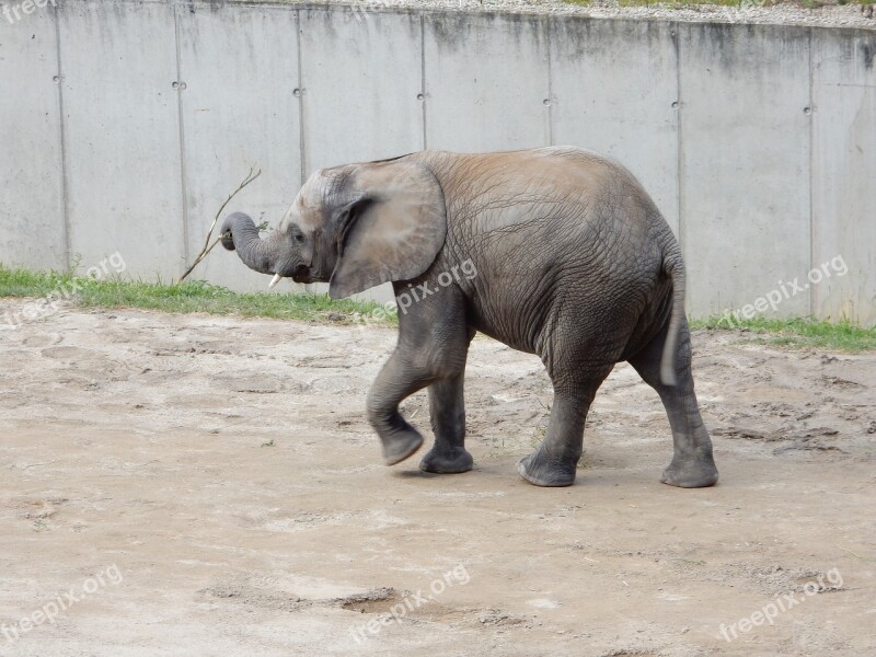 Elephant Baby Elephant African Bush Elephant Young Elephant Proboscis