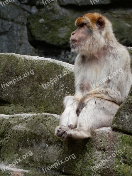 Monkey Zoo Watch Animal World Mammal