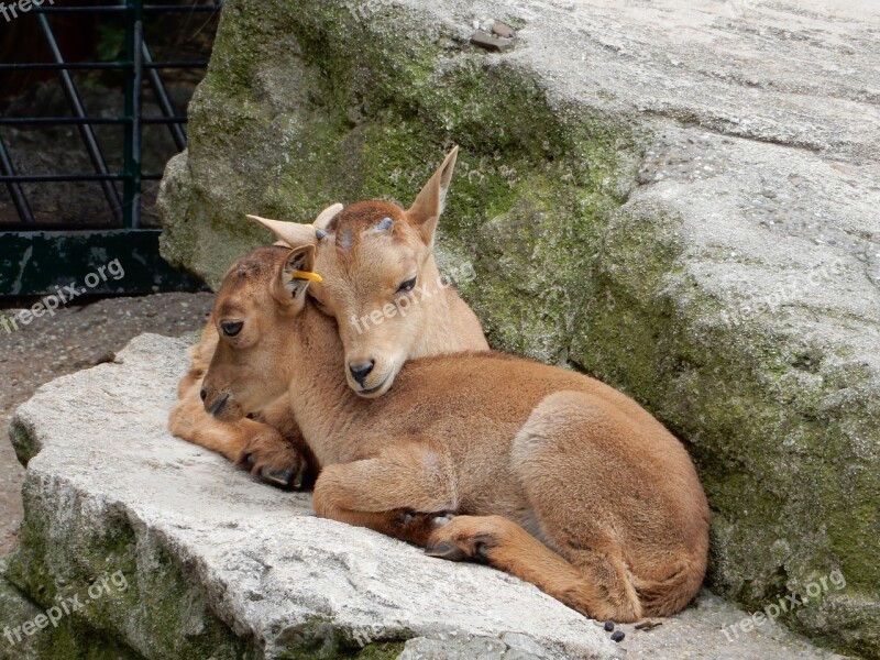 Capricorn Animal Children Mountains Rock Zoo