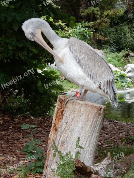 Pelicans Birds Nature Zoo Waterfowl