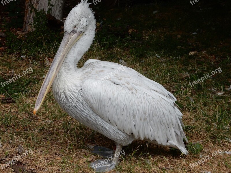 Pelikan Birds Sea Birds Animal Portrait Animal