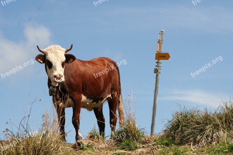 Animal Cow Cattle Pasture Closed Nature