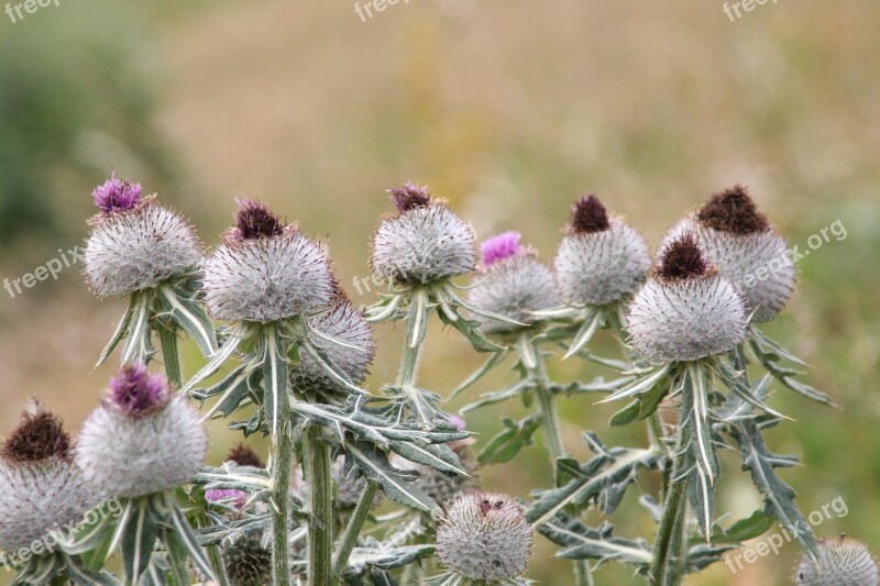 Flowers Thistles Alps Nature Summer