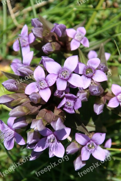 Flowers Alps Plant Mountain Haute-savoie