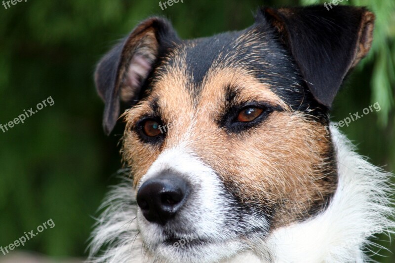 Dog Jack Russel By His Parson Russell Companion