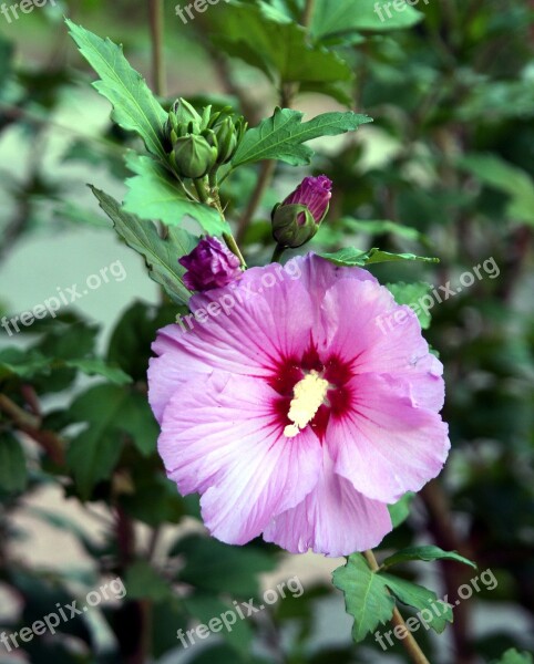 Flower Hibiscus Garden Nature Petals