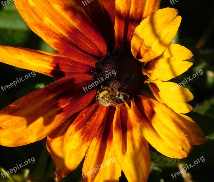 Bee Honey Bee Insect Flower Blossom