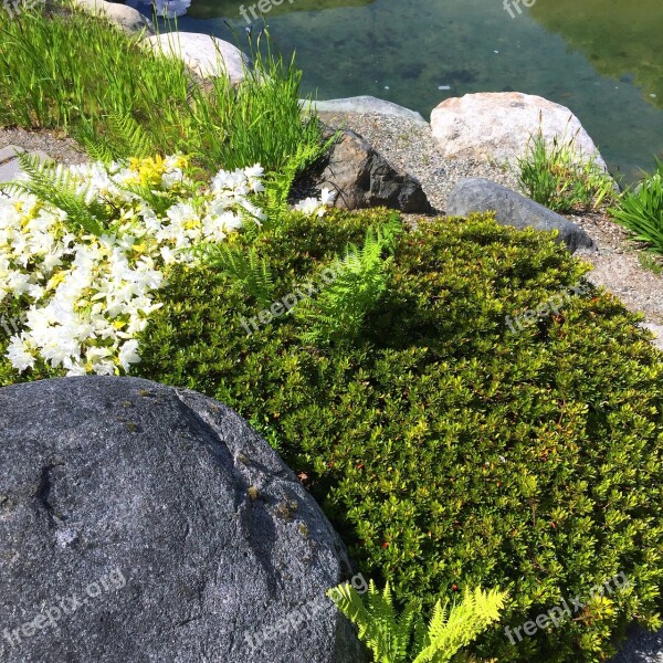 Rock Moss Water Natural Spring